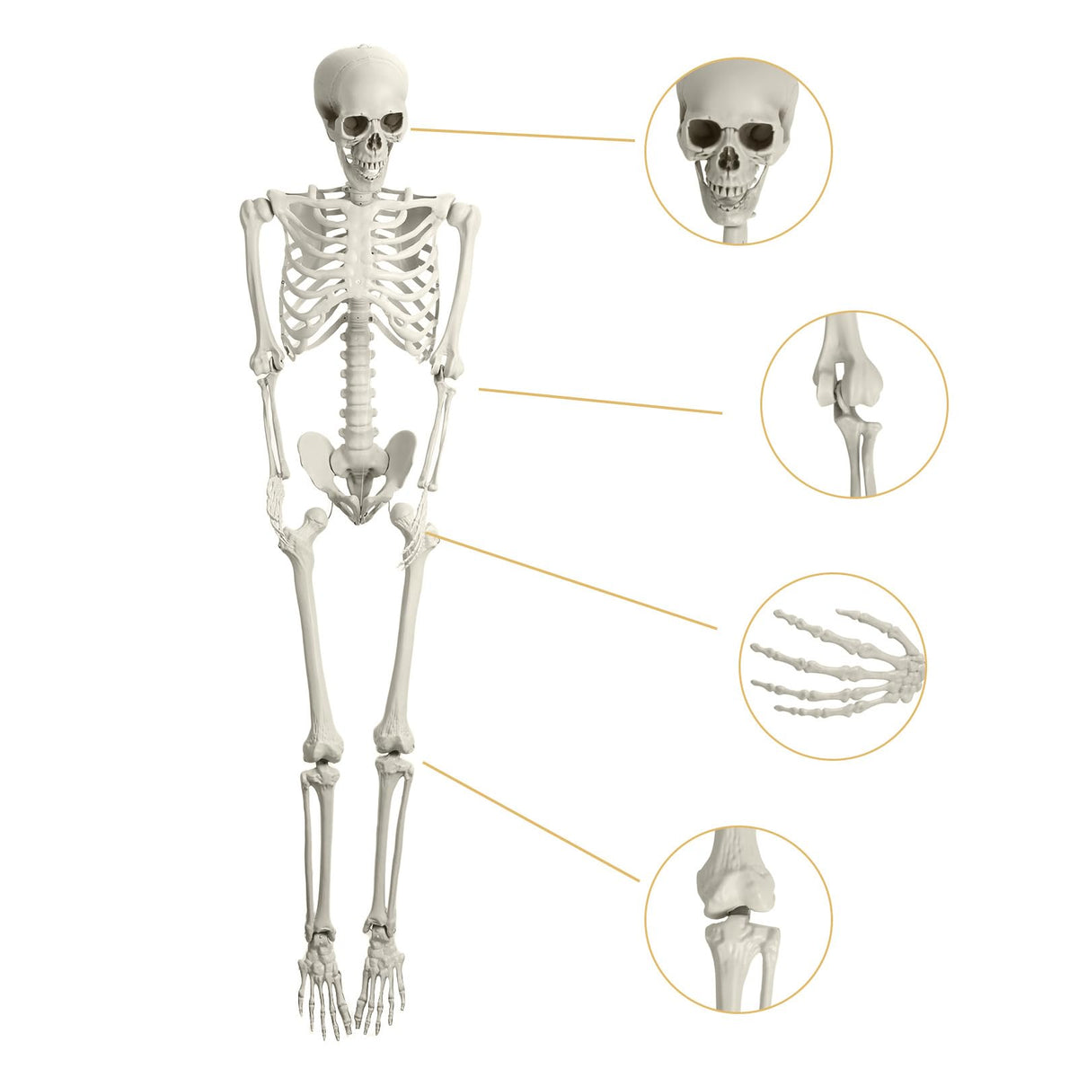 5.4ft White Posable Skeleton P9504