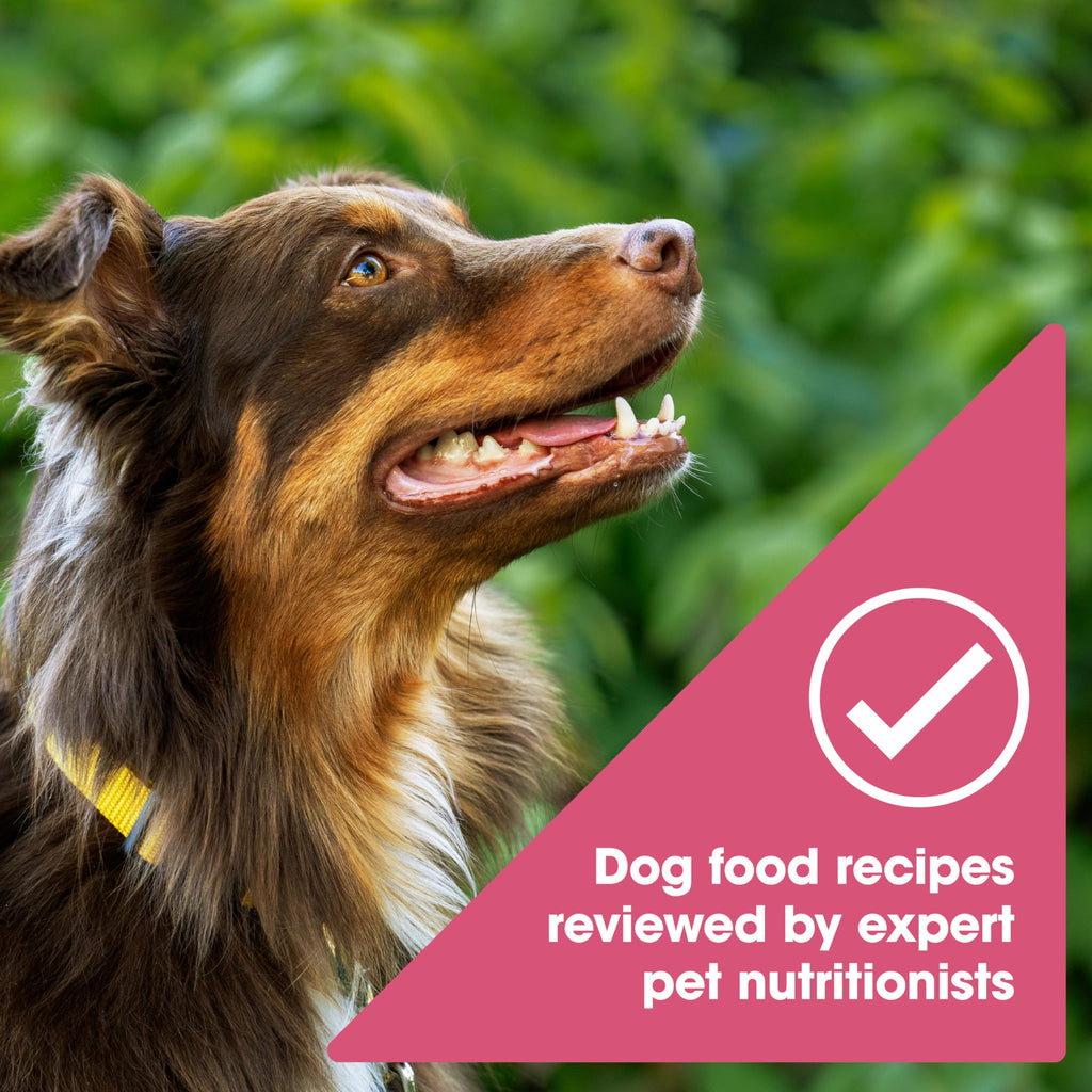 Grain Free Salmon Dry Dog Food 24 lb. Bag X227822