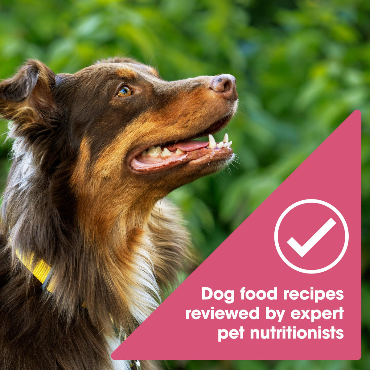 Grain Free Salmon Dry Dog Food 24 lb. Bag X227822